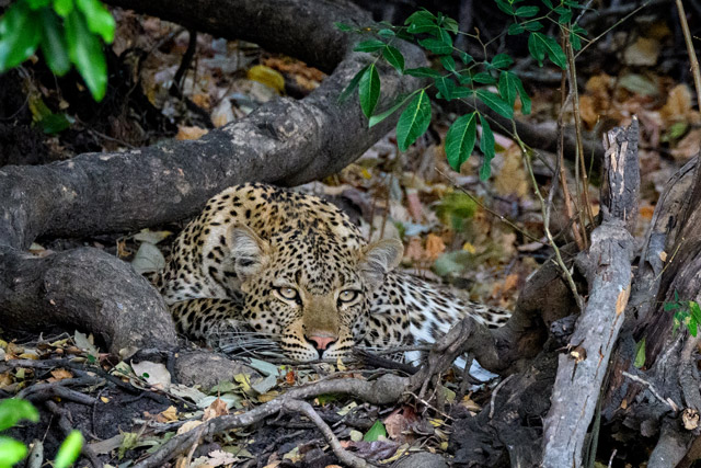 Leopard in Kafue National Park, Zambia.