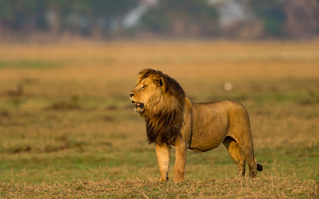 Lion in Kafue National Park, Zambia