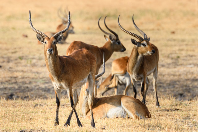 Red lechwe in Kafue National Park, Zambia.