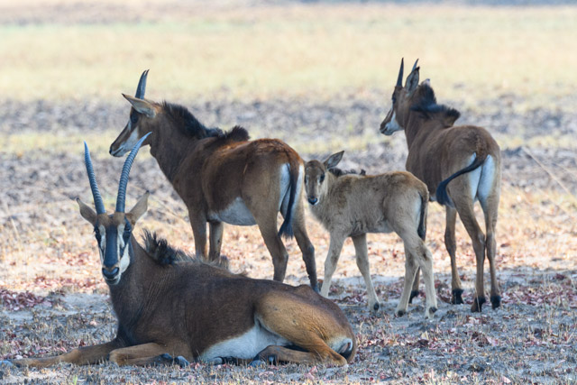 Sable in Kafue National Park, Zambia.