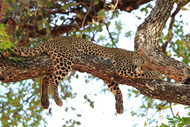 Leopard resting in a tree in South Luangwa, Zambia.