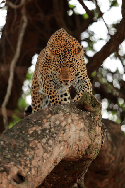 Leopard walking along a branch in South Luangwa, Zambia.