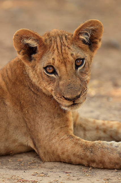 Portrait of a lion cub in South Luangwa, Zambia.