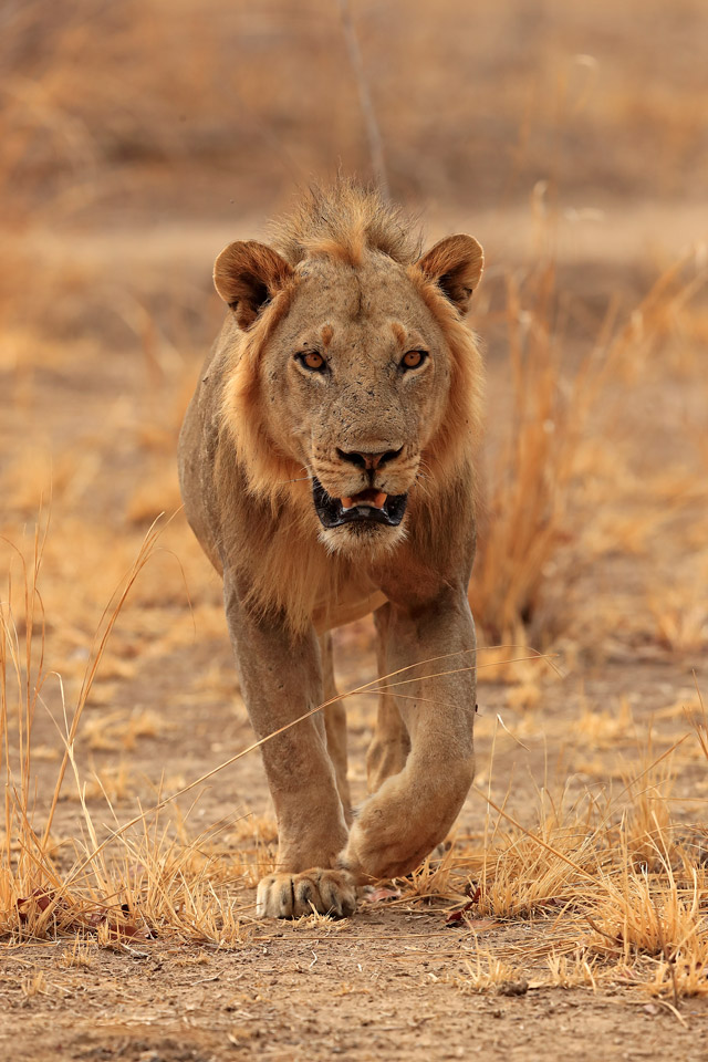 Lion walking in South Luangwa, Zambia.