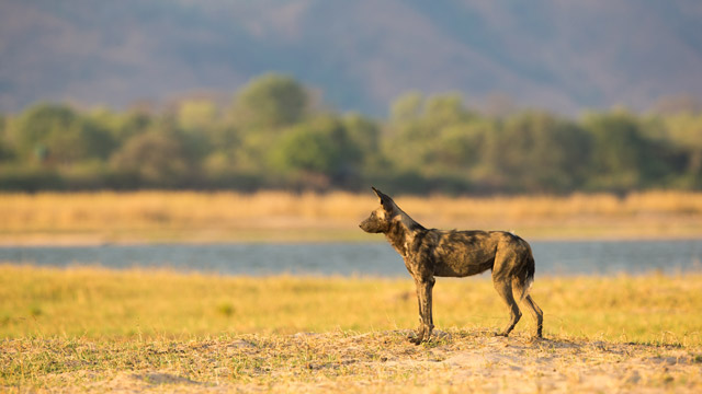 Wild dog in Lower Zambezi National Park, Zambia