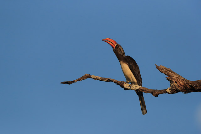 Crowned hornbill in the Luangwa Valley, Zambia.
