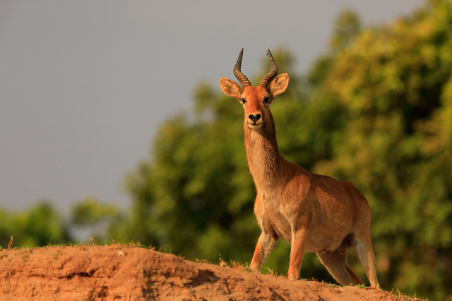 Male puku antelope in South Luangwa, Zambia.