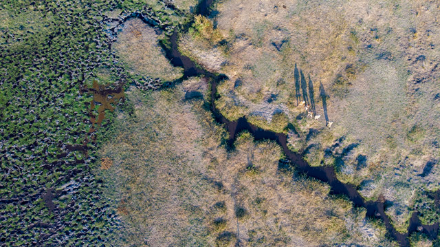 Aerial of Mbowe Stream and walking safari in North Luangwa National Park, Zambia.
