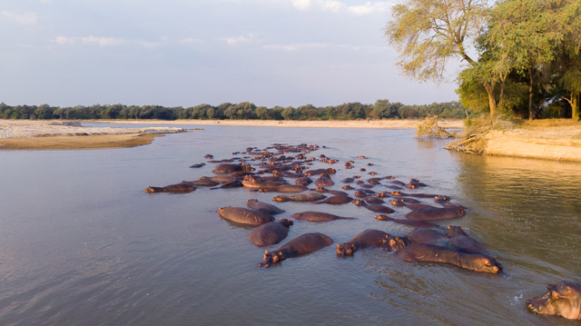 Hippo pod in North Luangwa National Park, Zambia.