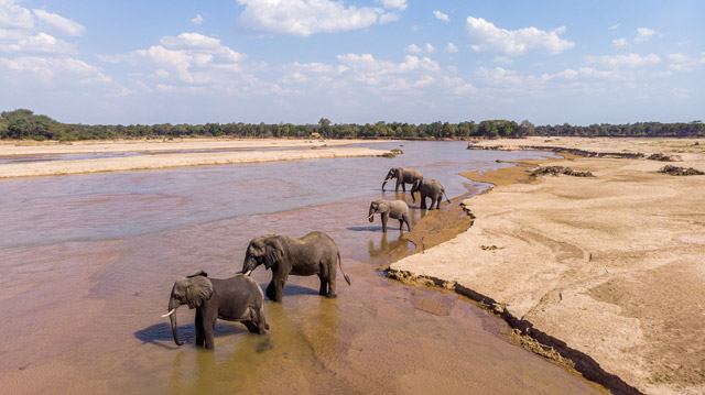 Elephant herd in Mwaleshi River, North Luangwa National Park, Zambia.