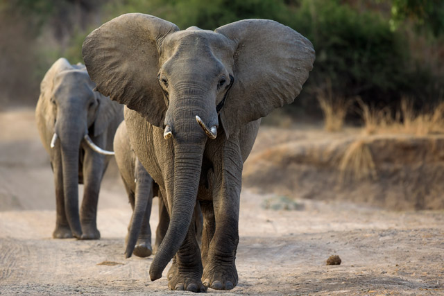Elephant in South Luangwa National Park, Zambia.