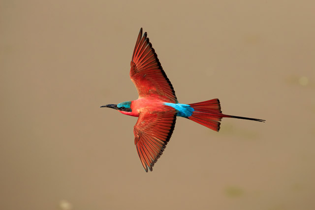 Carmine bee-eater in South Luangwa National Park, Zambia.