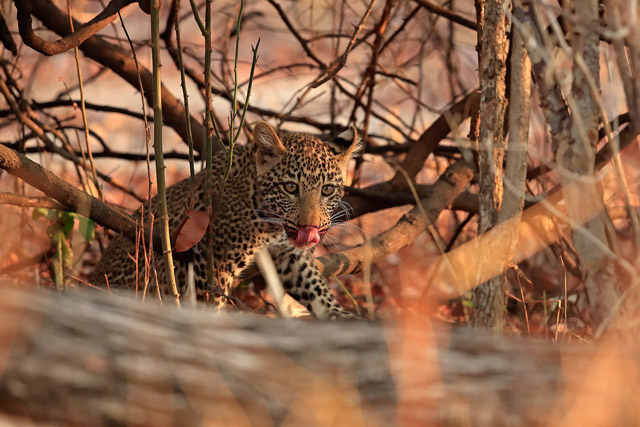 Leopard cub in South Luangwa National Park, Zambia.