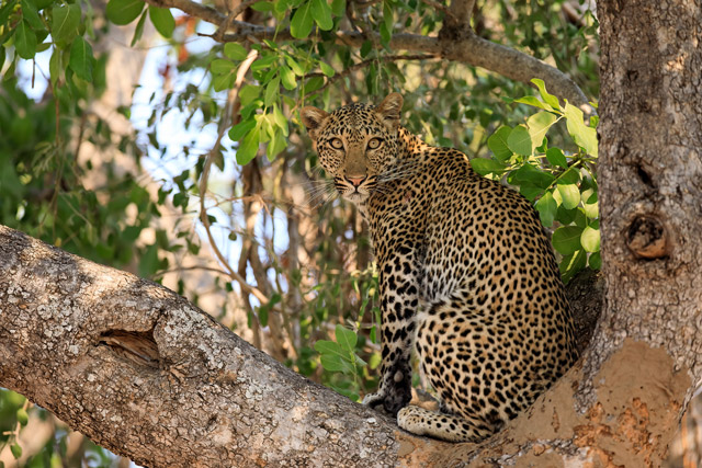 Leopard in South Luangwa National Park, Zambia.