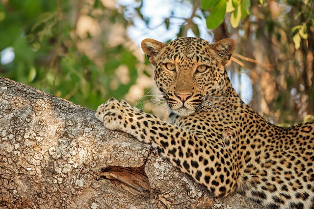 Leopard in South Luangwa National Park, Zambia.