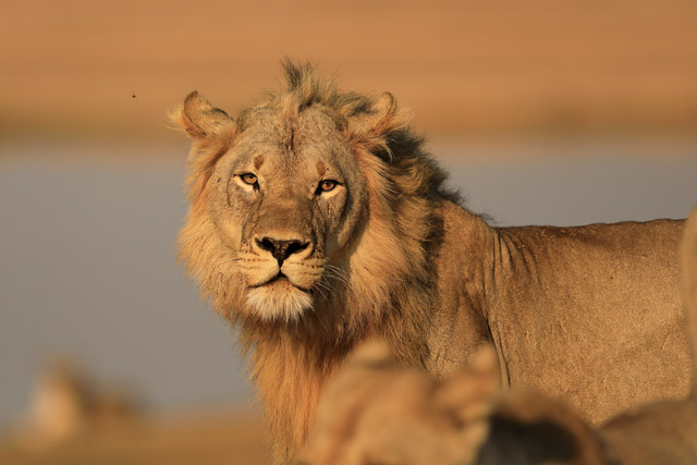 Lion in South Luangwa National Park, Zambia.
