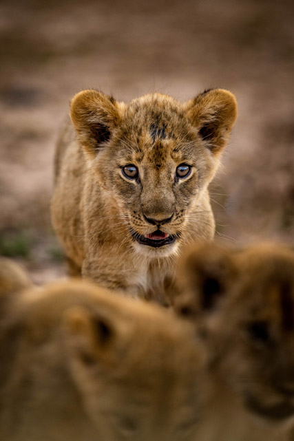 Lion cub in South Luangwa, Zambia.