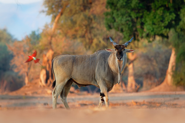 Eland and carmine bee-eater in South Luangwa, Zambia