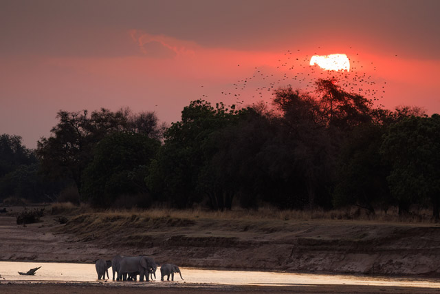 Elephants at sunset in South Luangwa National Park, Zambia.