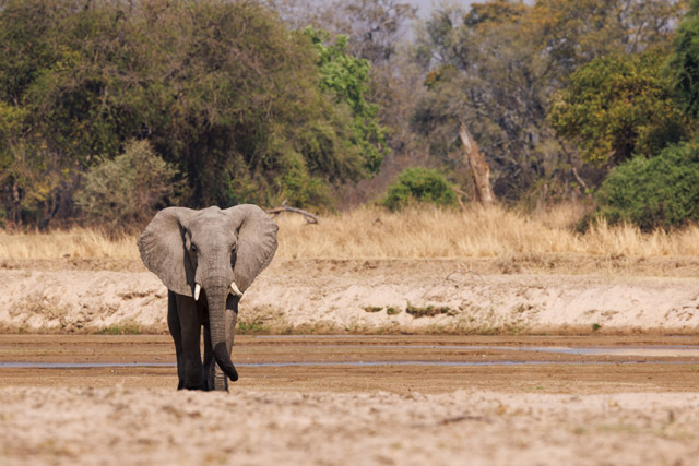 Elephant in South Luangwa National Park, Zambia.