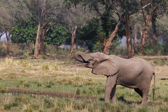 Elephant in South Luangwa National Park, Zambia.