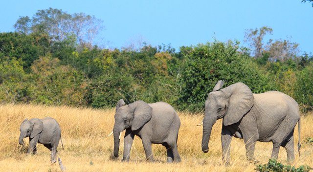 Elephant herd in South Luangwa, Zambia