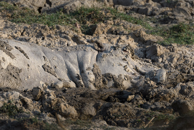 Hippo in South Luangwa National Park, Zambia.