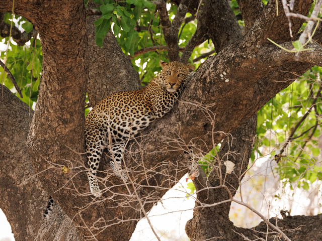 Leopard in South Luangwa National Park, Zambia.