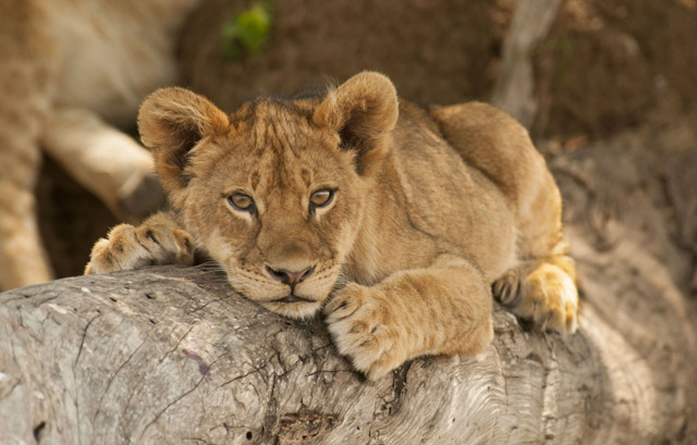 Lion cub in South Luangwa, Zambia