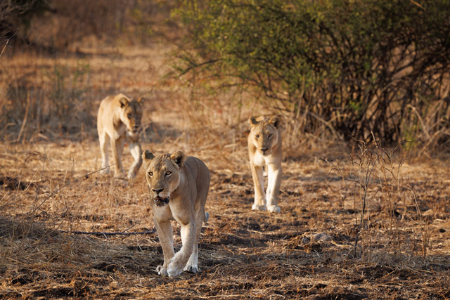 Lioness in South Luangwa National Park, Zambia.