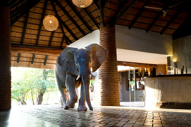Elephant in Mfuwe Lodge, South Luangwa, Zambia