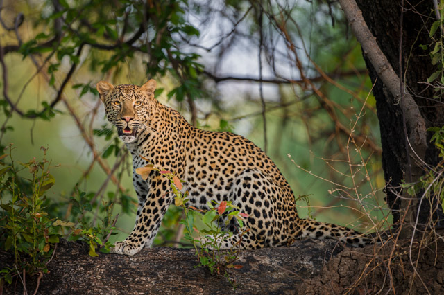 Leopard in South Luangwa, Zambia.