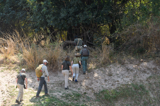 Walking safari in South Luangwa National Park, Zambia.