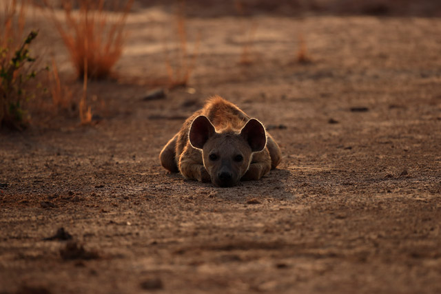 Spotted hyena in South Luangwa National Park, Zambia.