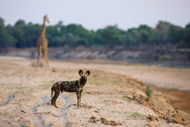 Wild dog & giraffe in South Luangwa National Park, Zambia.