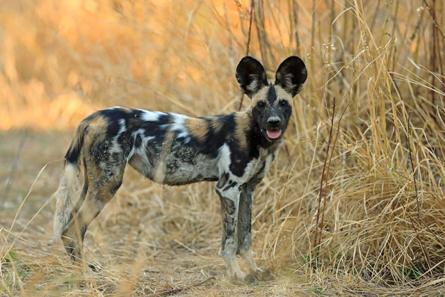 Wild dog in South Luangwa National Park, Zambia.