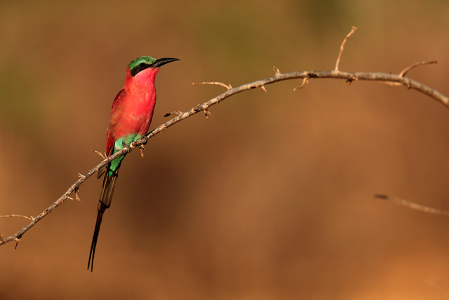Southern carmine bee-eater in South Luangwa, Zambia.