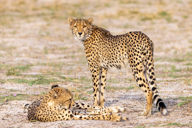 Cheetah in Hwange, Zimbabwe.