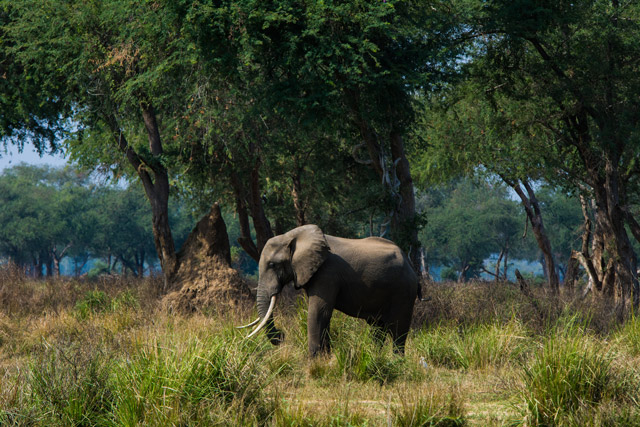 African elephant in Mana Pools National Park, Zimbabwe.