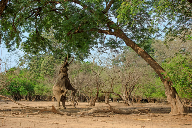 African elephant in Mana Pools National Park, Zimbabwe.