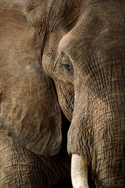 African elephant in Mana Pools National Park, Zimbabwe.