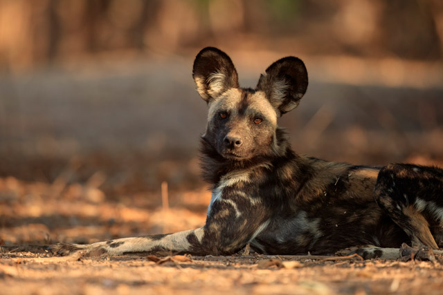 African wild dog in Mana Pools National Park, Zimbabwe.