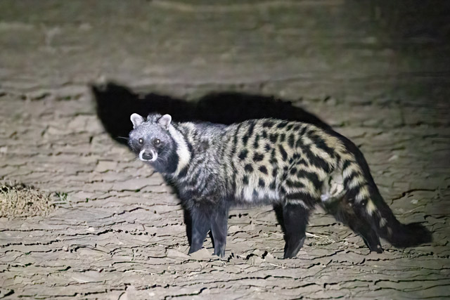 African civet in Ruckomechi, Zimbabwe.