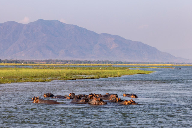 Hippo in Ruckomechi, Zimbabwe.
