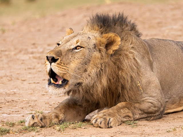 Lion in Ruckomechi, Zimbabwe.