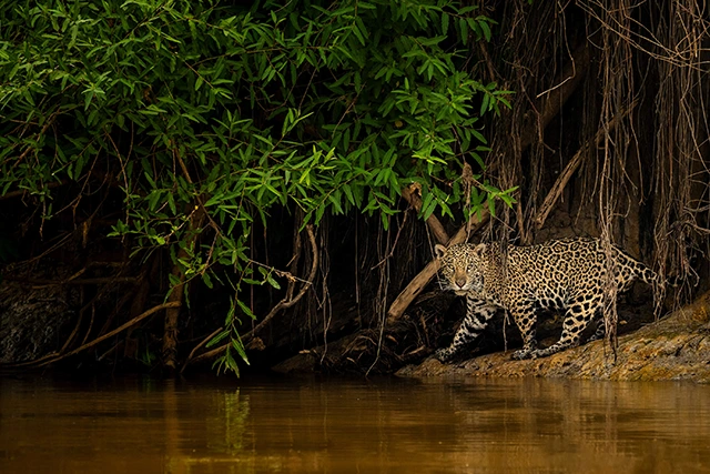 Jaguar in the Pantanal, Brazil