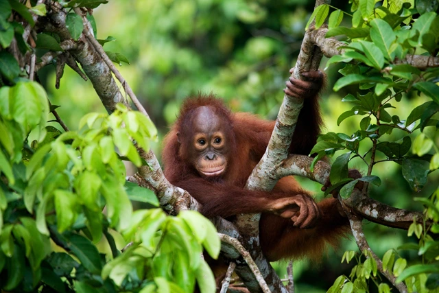 Orangutan in Borneo