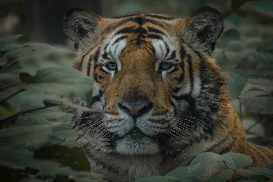 Bengal tiger in the undergrowth, India.
