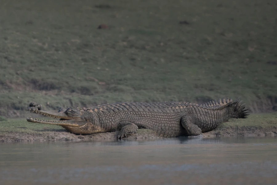 Gharial on the river bank, India.