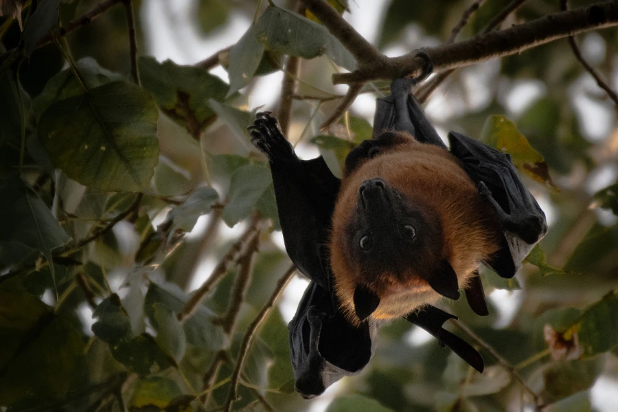Indian flying fox hanging in a tree, India.